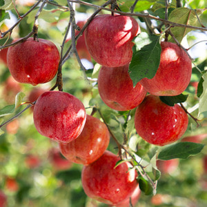 [인정한과일] 인정가득 하루 한 사과 / 주스용 갈아먹는 사과 10kg (20-40과내)
